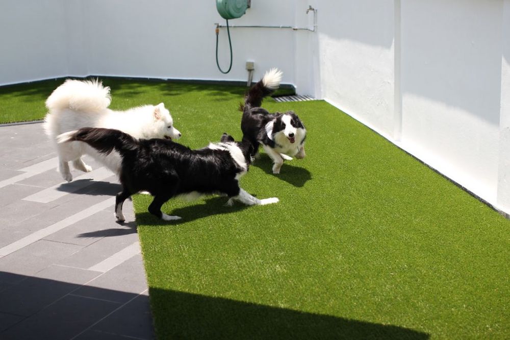 Pups playing at Paw Planet's spacious facilities