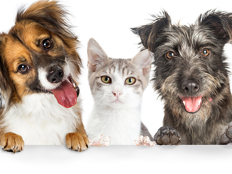 Dog grooming and pet hotels and pet boarding in Singapore - pet relocation - pet adoption 