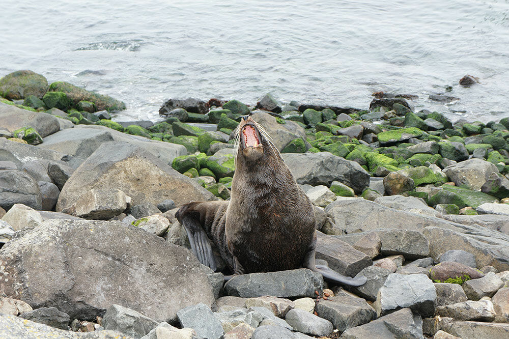 Seals aren't in the business of hiding their yawns