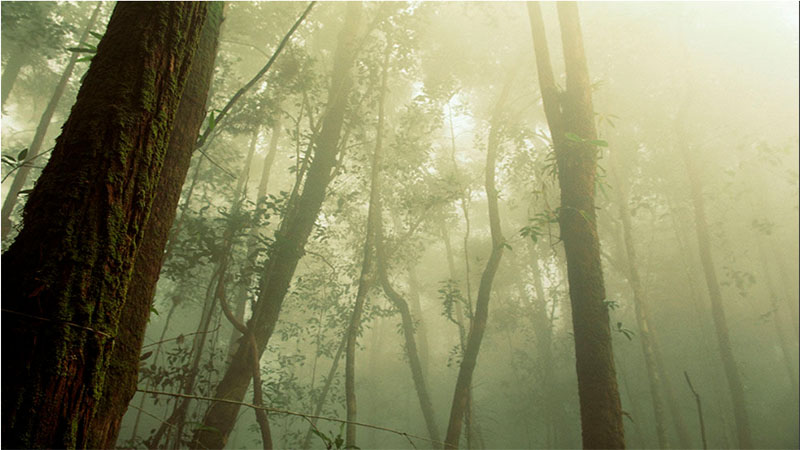 Haze in Indonesia rainforest