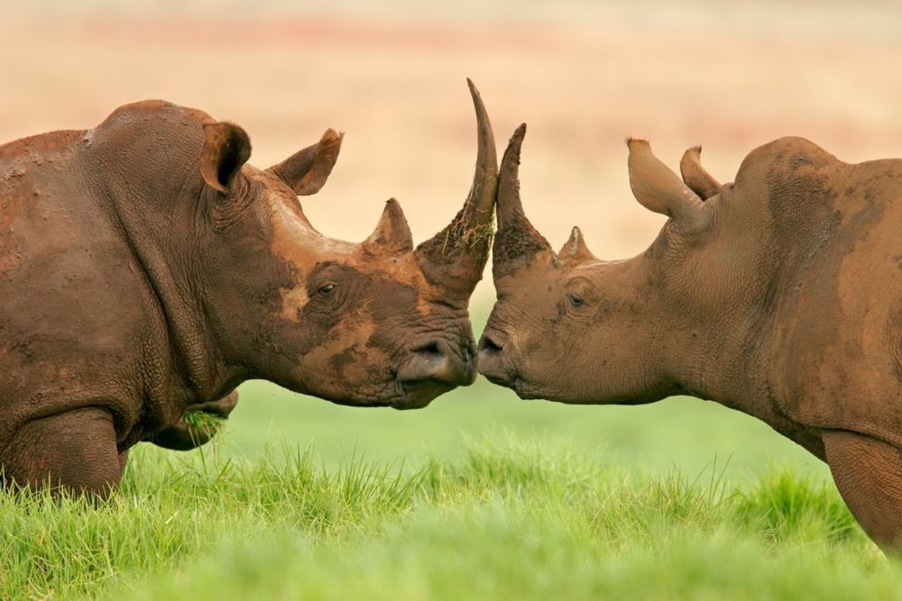 Sandibe Safari Lodge, saving rhinos