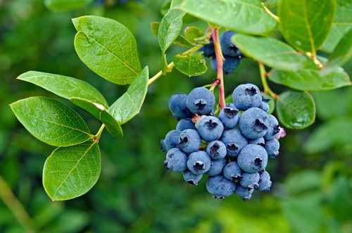 antioxidants Singapore, blueberries, health