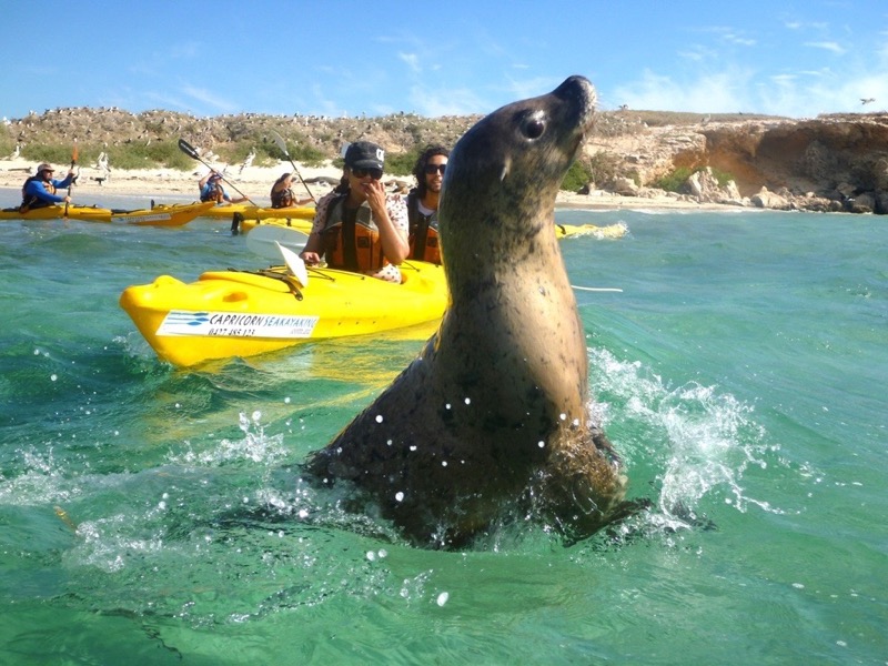 Kayaking in Perth