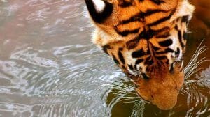 tiger, lake, conservation