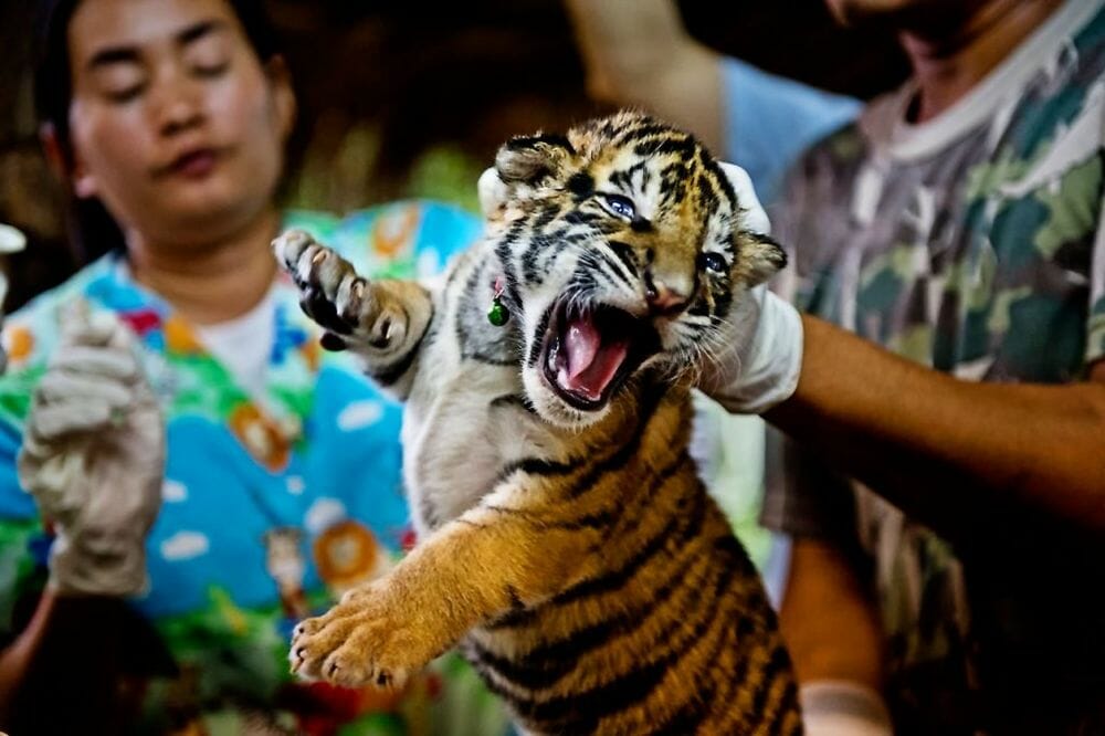 tiger cub, poaching, illegal hunting 