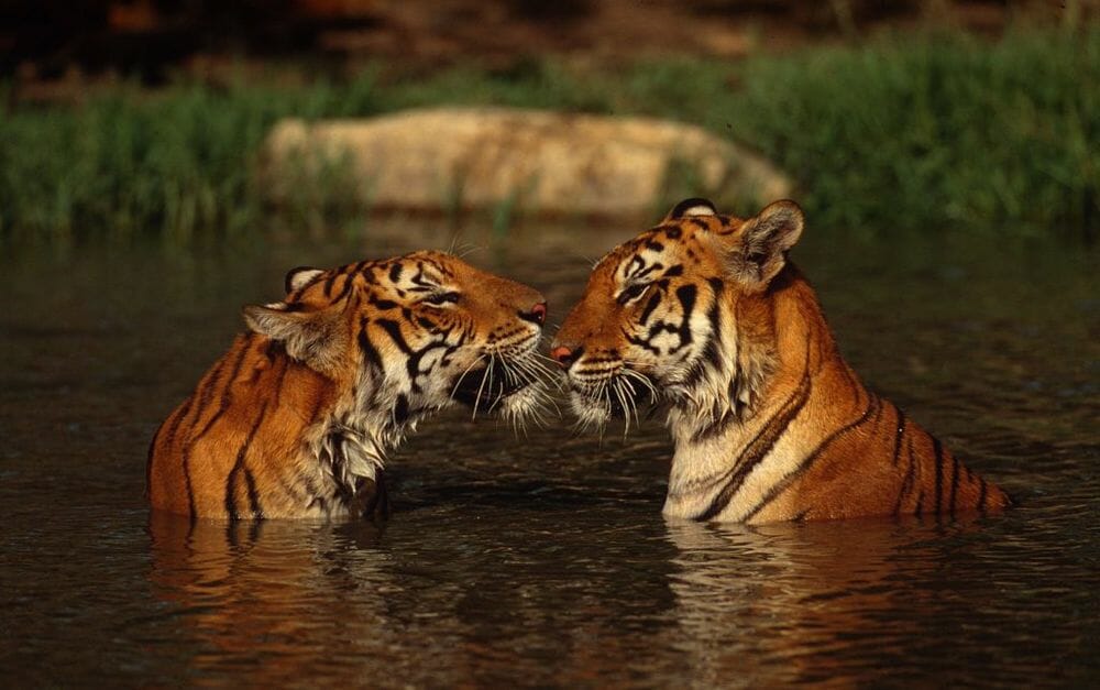 tigers, wild