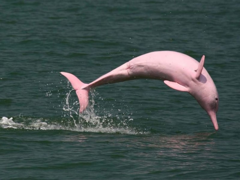 pink dolphins off the coast of Khanom