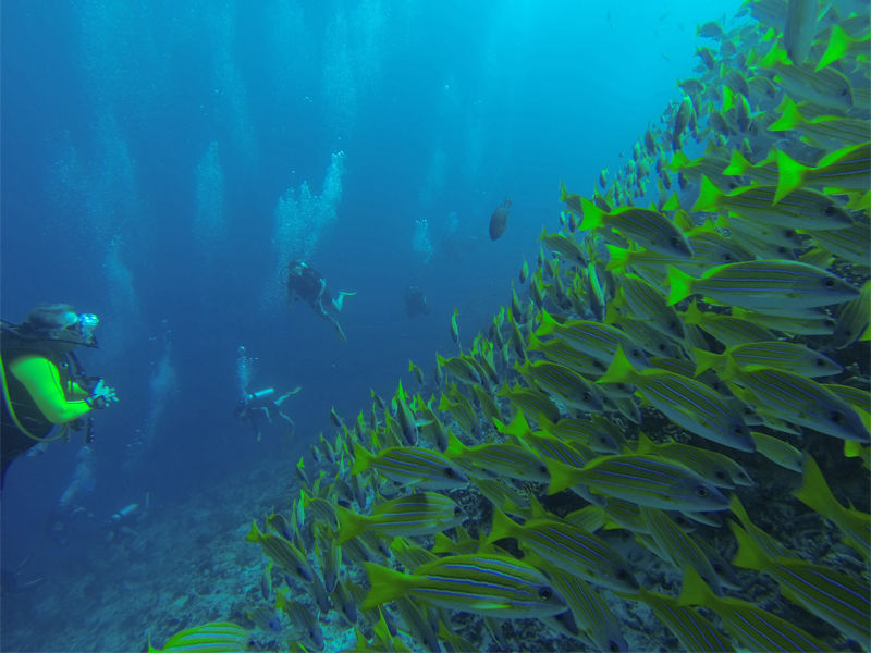Maldivian coral reefs