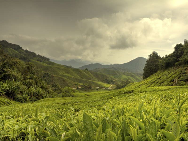 Cameron Highlands, Malaysia, Skyscanner, Travel, Holiday, Vacation, Asia