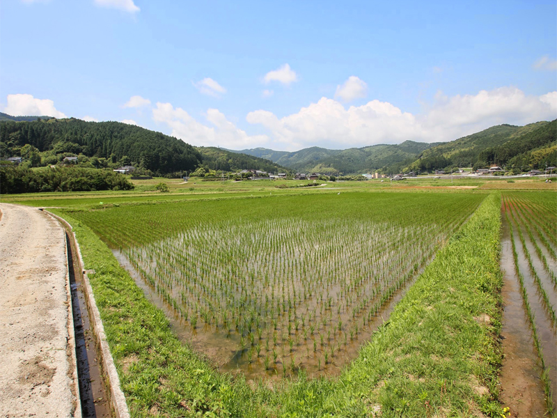 10 reasons to Walk Japan, social conscience, A farming initiative in Kunisaki