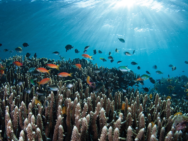 Indonesia reefs - things to do in Bali
