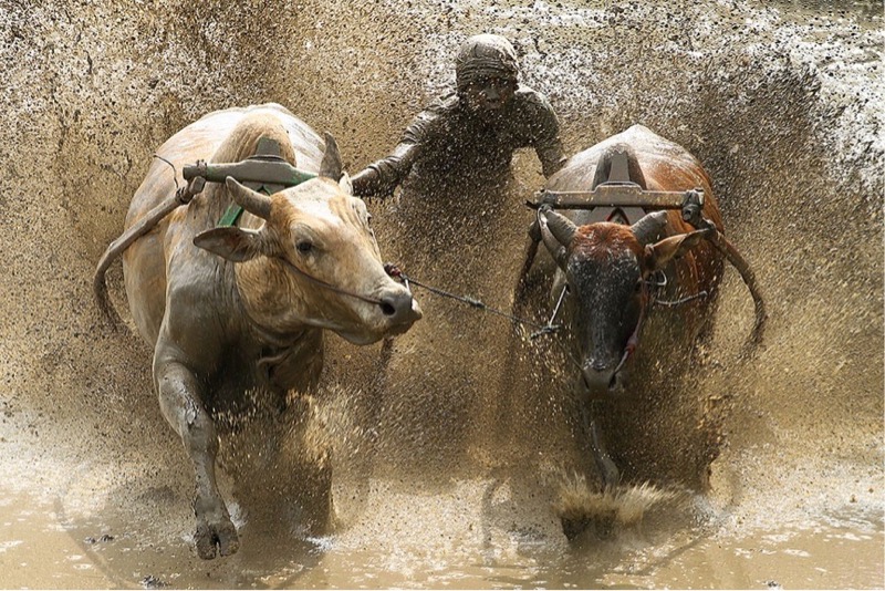 Pacujawi (Cow Race)