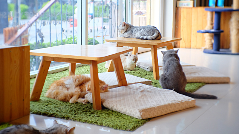 Cat cafe cool things to do