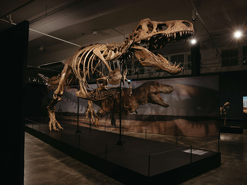 Dinosaurs | Extinctions | Us – Science Centre Singapore - activities for kids - fun activities 