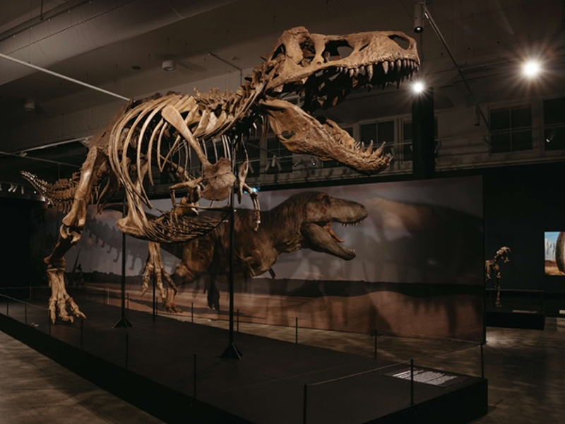 Dinosaurs | Extinctions | Us – Science Centre Singapore - activities for kids - fun activities 