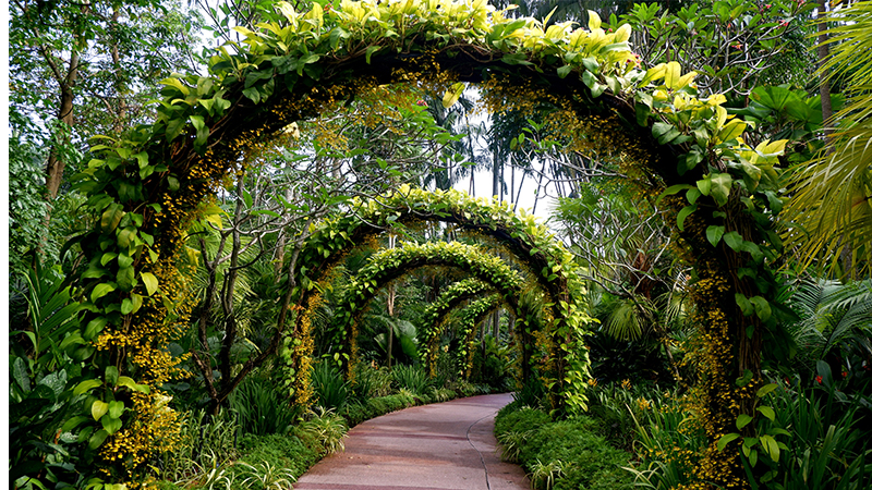 Singapore Botanic Gardens for best places to visit in Singapore