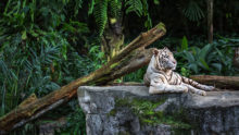Image of cool things to do for kids in Singapore, watching white tiger in Singapore Zoo