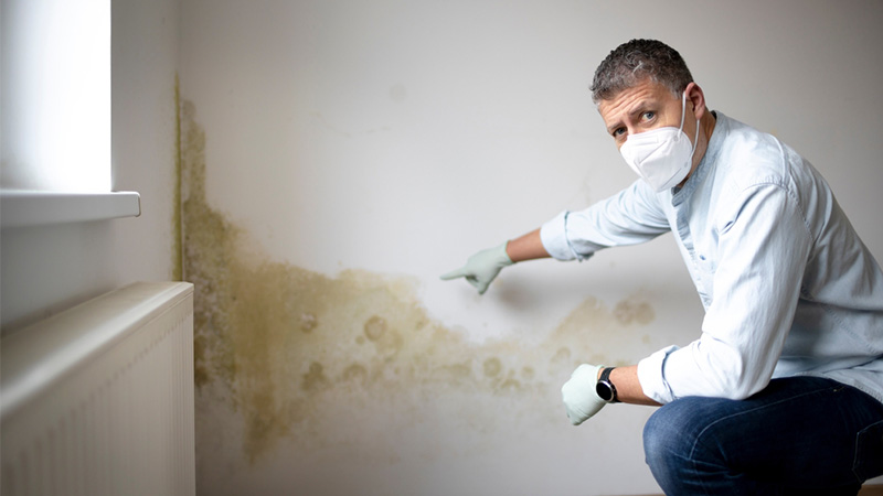 Mould Removal - Why it's important