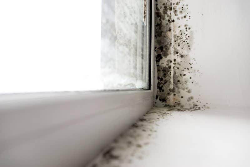 mould removal singapore