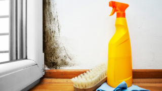 Rentokil pest and mould control
