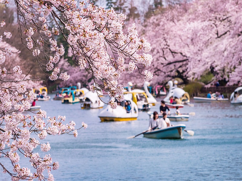 Japan - flower season
