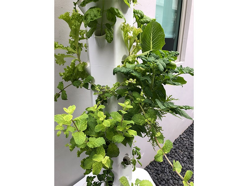 growing herbs - Aerospring
