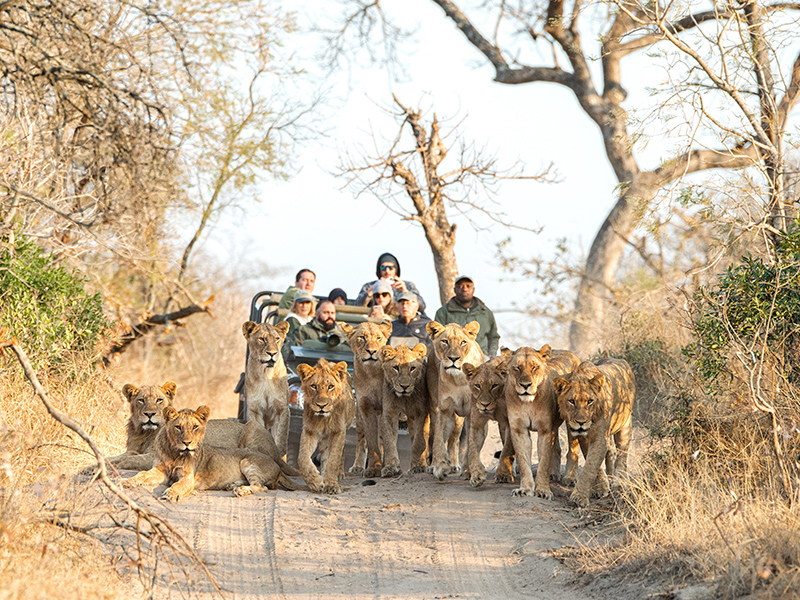 South Africa safari - lions