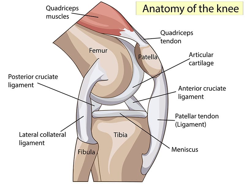 anatomy of knee
