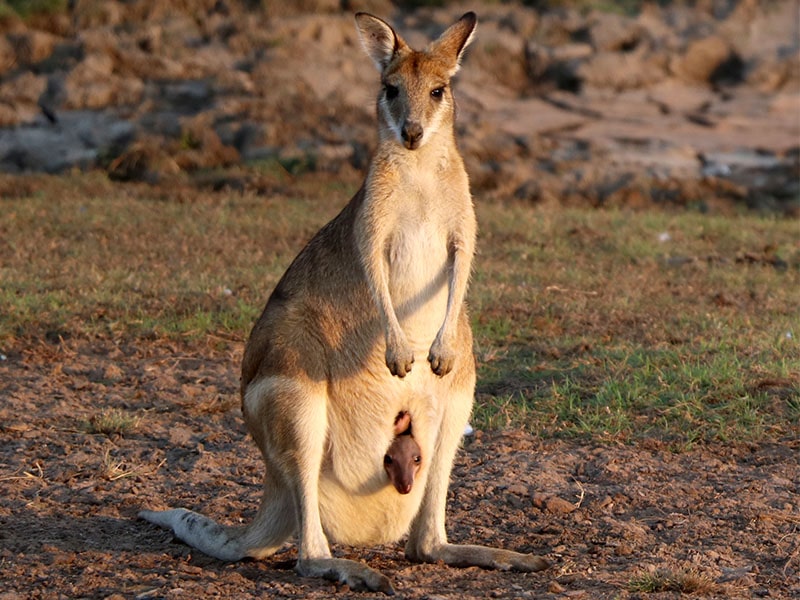 Australia Bamurru Plains Kangaroo