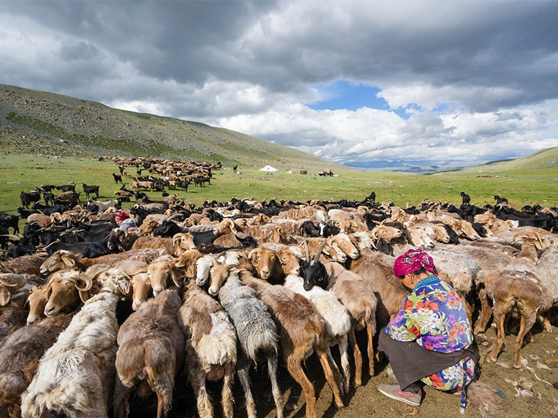 WOAM Mongolia