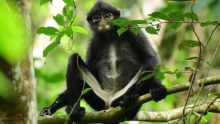 Singapore Wildlife Raffles banded langur
