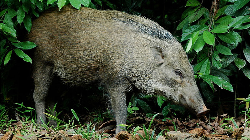 Singapore wildlife - Wild boar