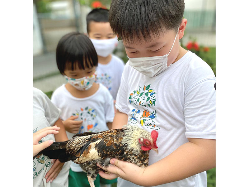 Kinderland learning through play with live chickens
