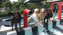 Sunny Heights – dog parks in Singapore