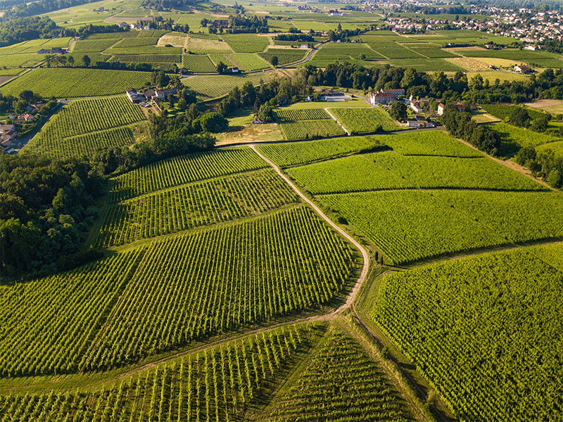 Vineyard CroisiEurope