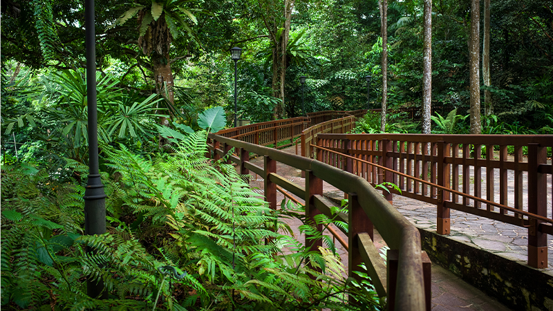 Bukit Timah Nature Reserve walking trails in singapore
