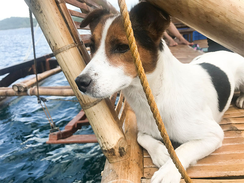 Philipines dog on a boat