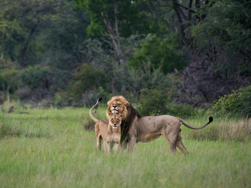 Sikeleli Africa Safaris alfresco dining safaris Hwange lions