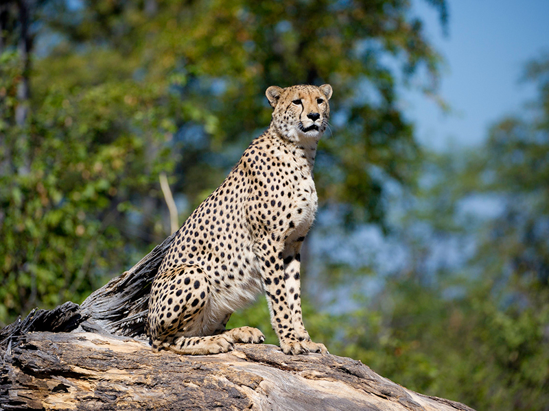Sikeleli Africa Safaris cheetah safaris