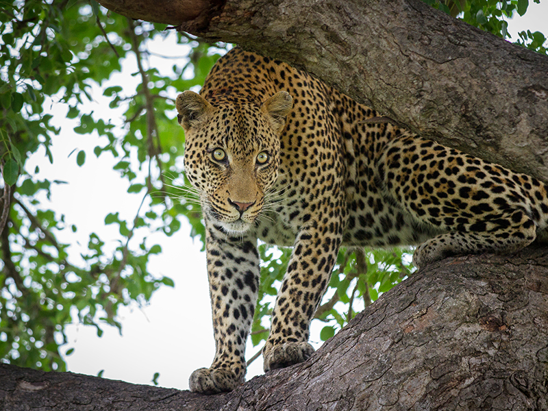 Sikeleli Africa Safaris leopard safaris