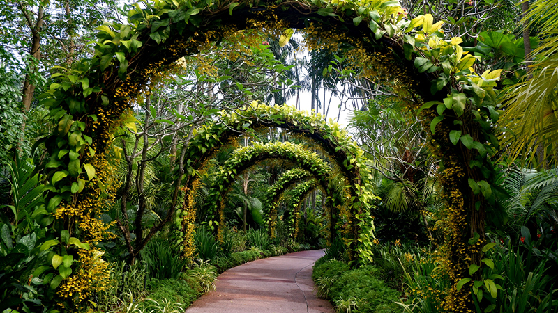 Singapore Botanic Gardens walks in singapore