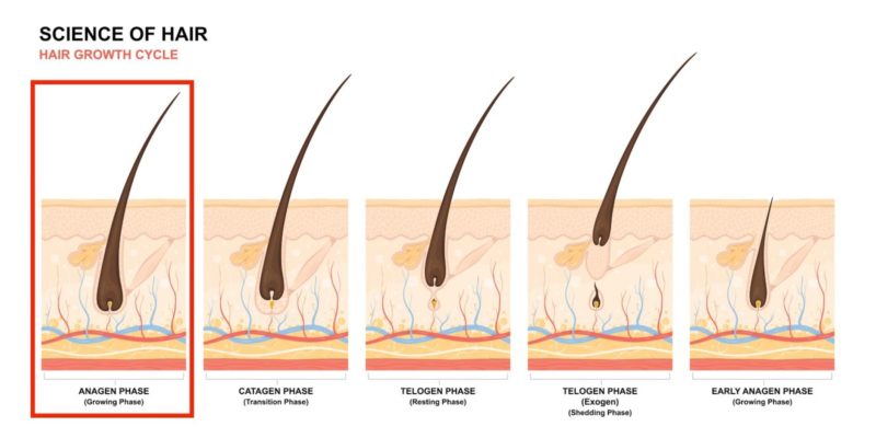 hair growth cycle singapore hair removal cutis laser