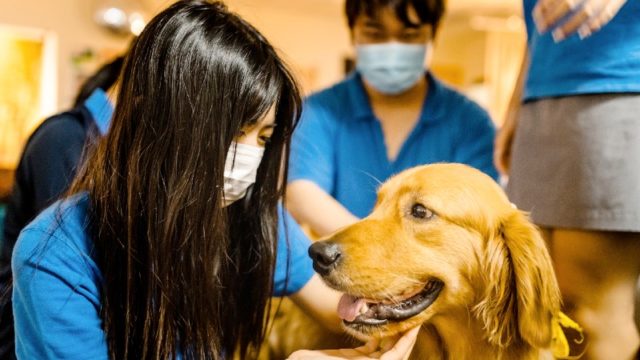 UWCSEA dog therapy for kids at school