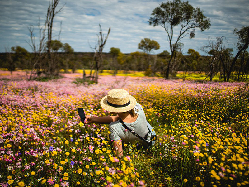 Wildflowers Coalseam Conservation Park Perth Jetabout Holidays
