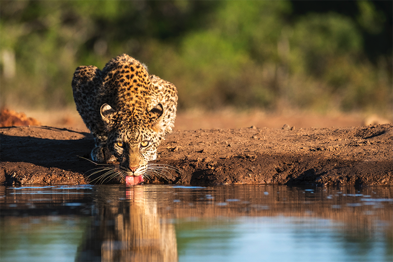 Mashatu Botswana cheetah