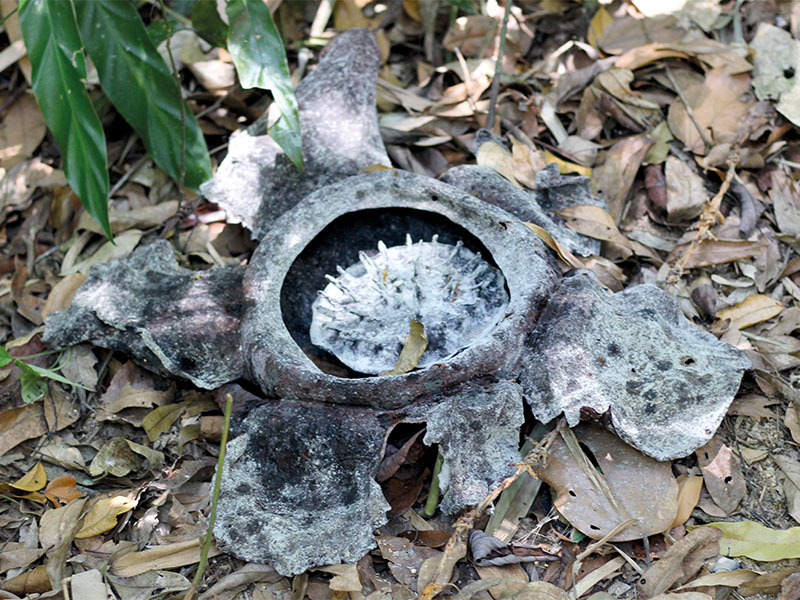 Rafflesia Flower dead