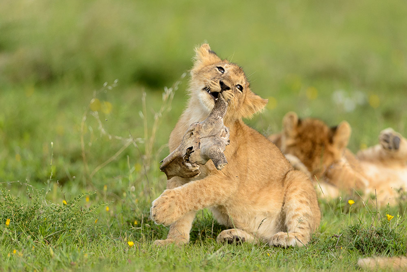 Serengeti Tanzania lion cub