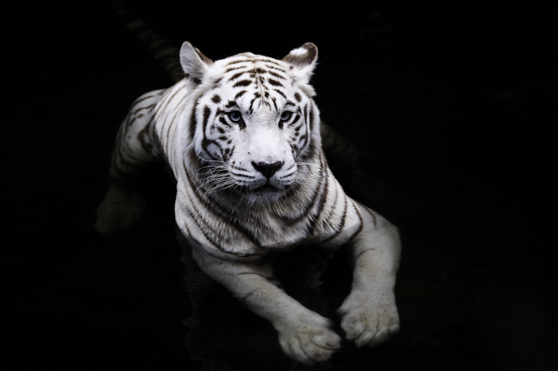 Camera Rental Centre white tiger
