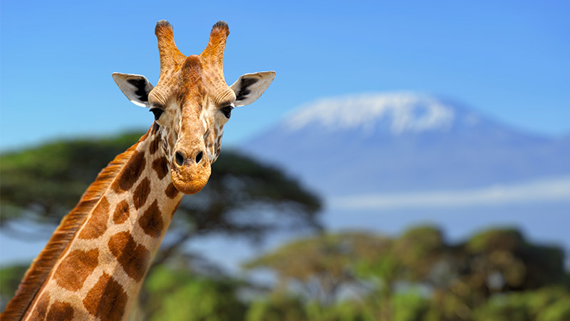 Environment news - Giraffe, an endangered species