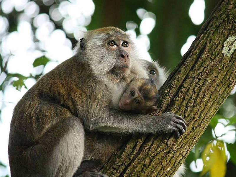Long tailed Macaque